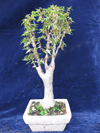 Begonia Partita bonsai