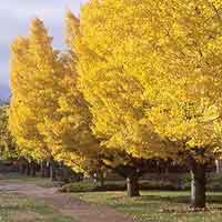 Bonsai Tree Seeds on Exotic Foliage   Ginkgo Biloba  Maidenhair Tree