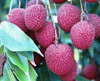 Lychee-Fruits