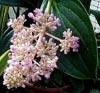 Medinilla Flower