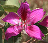 bauhinia flower